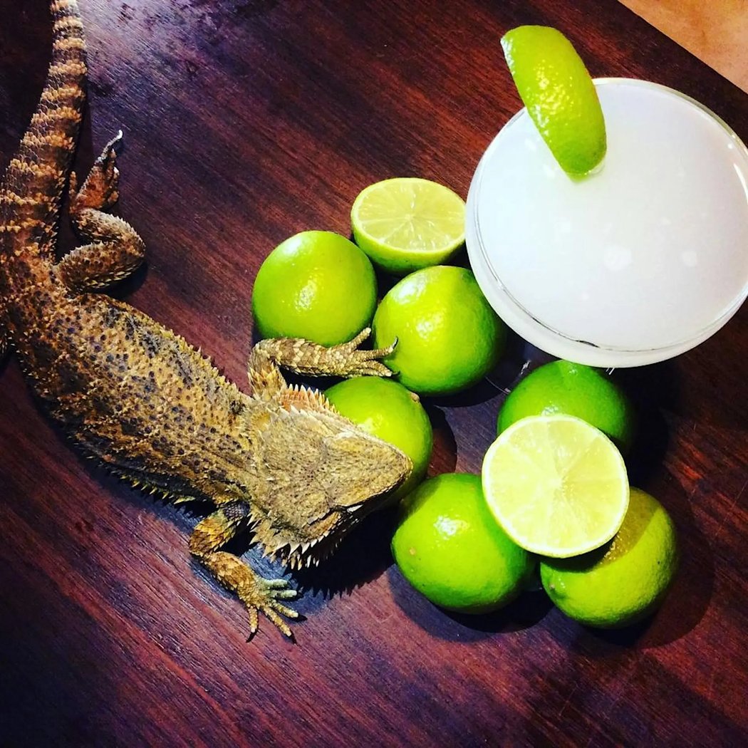 Menagerie in The Museum – a Petting Zoo